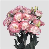 Mariachi Pink Picotee Cut Flower Lisianthus