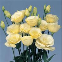 Mariachi Yellow Cut Flower Lisianthus