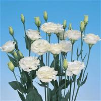 Mariachi Grande White Cut Flower Lisianthus