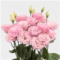 Mariachi Light Pink Cut Flower Lisianthus