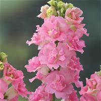 Legend Double Pink Cut Flower Snapdragon