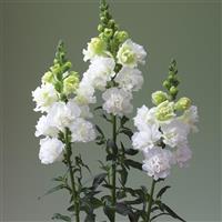 Legend Double White Cut Flower Snapdragon