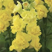 Legend Double Yellow Cut Flower Snapdragon