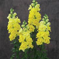 Legend Double Yellow Cut Flower Snapdragon