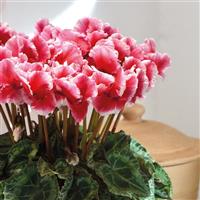 Abanico<sup>®</sup> Select Metis Scarlet Salmon Cyclamen