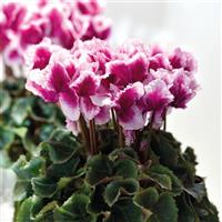 Abanico<sup>®</sup> Select Metis Light Purple Cyclamen