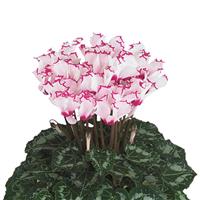 Absolu<sup>®</sup> de Morel Cyclamen