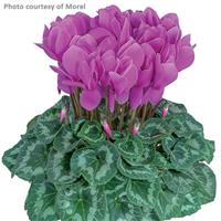 Halios<sup>®</sup> Lilac Cyclamen