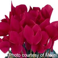 Halios<sup>®</sup> Magenta Cyclamen