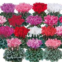 Halios<sup>®</sup> Mix Cyclamen