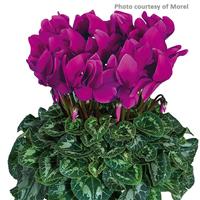 Halios<sup>®</sup> Purple Cyclamen