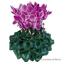 Halios<sup>®</sup> Purple Flame Cyclamen