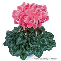 Halios<sup>®</sup> Salmon Flame Cyclamen