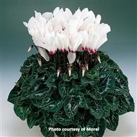 Halios<sup>®</sup> White Eye Cyclamen