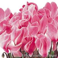 Halios<sup>®</sup> Magenta Flame Cyclamen