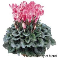 Halios<sup>®</sup> Magenta Flame Cyclamen