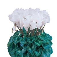 Halios<sup>®</sup> Pure White Cyclamen