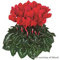 Halios<sup>®</sup> Bright Scarlet Cyclamen