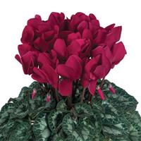 Halios<sup>®</sup> Deep Magenta Cyclamen