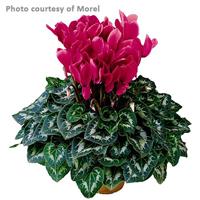 Halios<sup>®</sup> Deep Rose Cyclamen