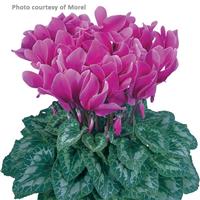 Halios<sup>®</sup> Light Purple Cyclamen