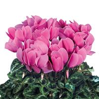 Halios<sup>®</sup> Light Rose Cyclamen