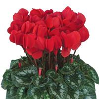 Halios<sup>®</sup> Red Rebelle<sup>®</sup> Cyclamen