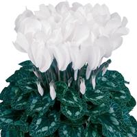 Halios<sup>®</sup> DHIVA Pure White Cyclamen