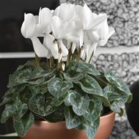 Halios<sup>®</sup> DHIVA Pure White Cyclamen