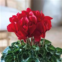 Halios<sup>®</sup> Red Allegro Cyclamen