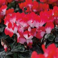 Indiaka<sup>®</sup> Midi Red Cyclamen