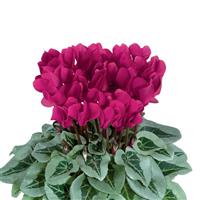 Metalis<sup>®</sup> Midi Magenta Cyclamen