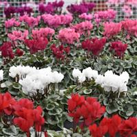 Metalis<sup>®</sup> Midi Mix Cyclamen