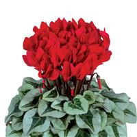 Metalis<sup>®</sup> Midi Red Cyclamen