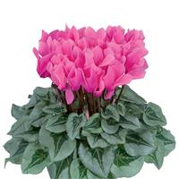 Metalis<sup>®</sup> Midi Rose Cyclamen