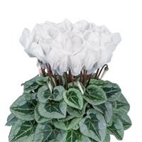 Metalis<sup>®</sup> Midi White Cyclamen