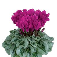 Metalis<sup>®</sup> Midi Bright Purple Cyclamen