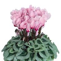 Metalis<sup>®</sup> Midi Light Pink with Eye Cyclamen