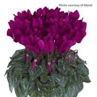 Metis<sup>®</sup> Purple Cyclamen