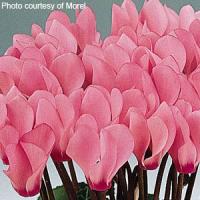 Metis<sup>®</sup> Salmon Rose Cyclamen