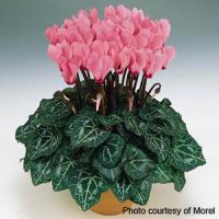 Metis<sup>®</sup> Salmon Rose Cyclamen