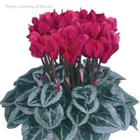 Metis<sup>®</sup> Magenta Silverleaf Cyclamen