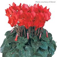 Metis<sup>®</sup> Scarlet Compact Cyclamen