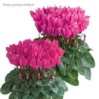 Metis<sup>®</sup> Rose Shades Cyclamen