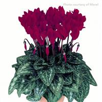 Metis<sup>®</sup> Deep Magenta Cyclamen