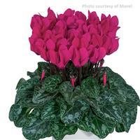 Metis<sup>®</sup> Deep Rose Cyclamen