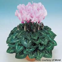 Metis<sup>®</sup> Light Pink Eye Cyclamen