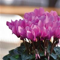 Metis<sup>®</sup> Light Rose Cyclamen