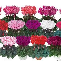 Metis<sup>®</sup> Summer Mix Cyclamen