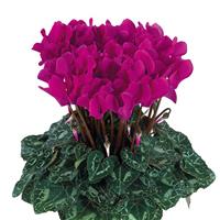 Metis<sup>®</sup> Bright Purple Cyclamen